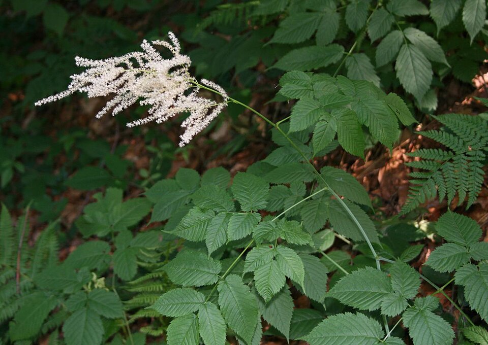 Aruncus dioicus (goatsbeard) (alternate view 8)