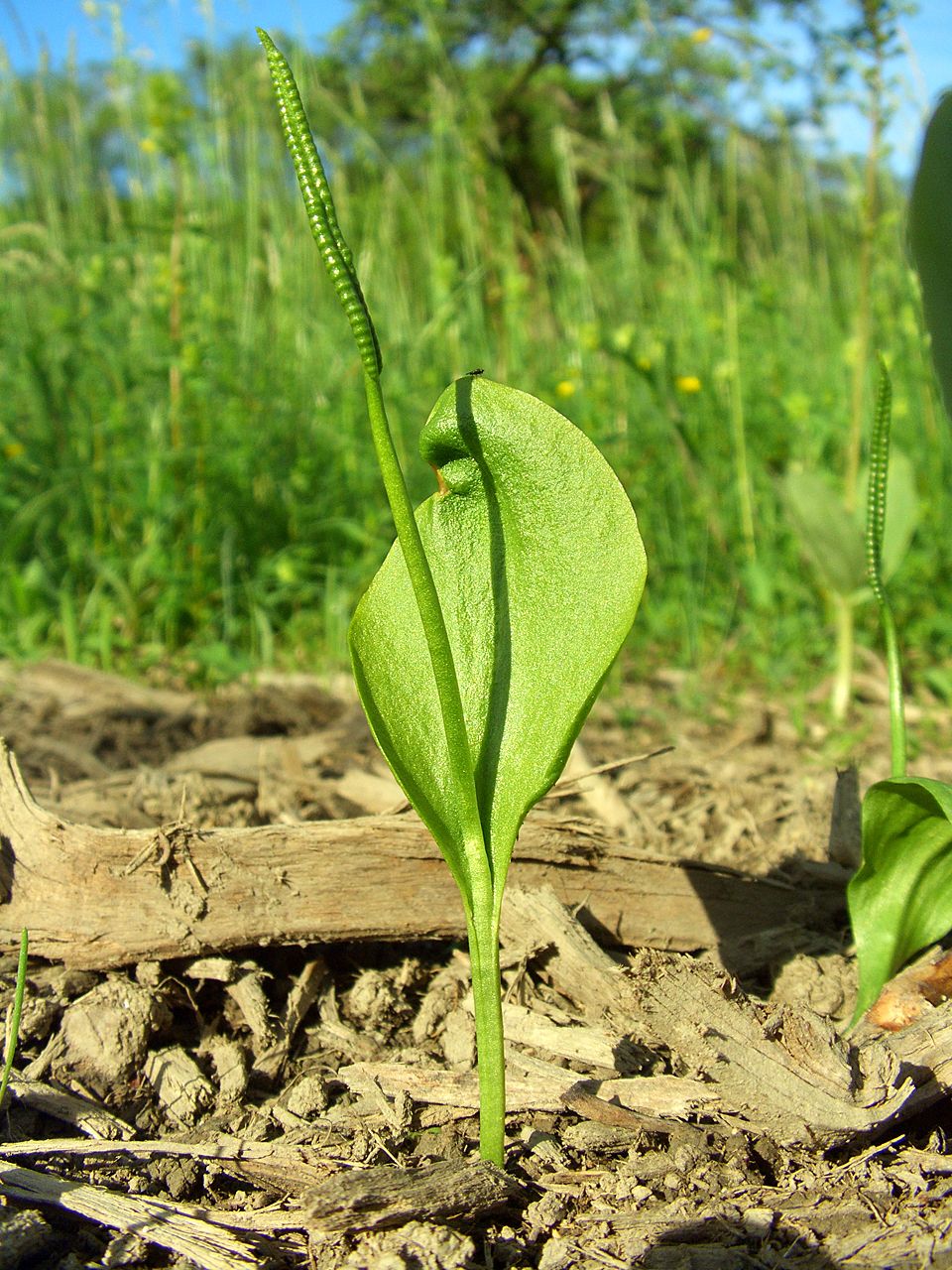 Ophioglossum vulgatum (southern adder's-tongue)