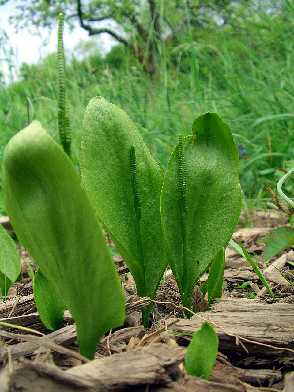 Ophioglossum vulgatum (southern adder's-tongue)