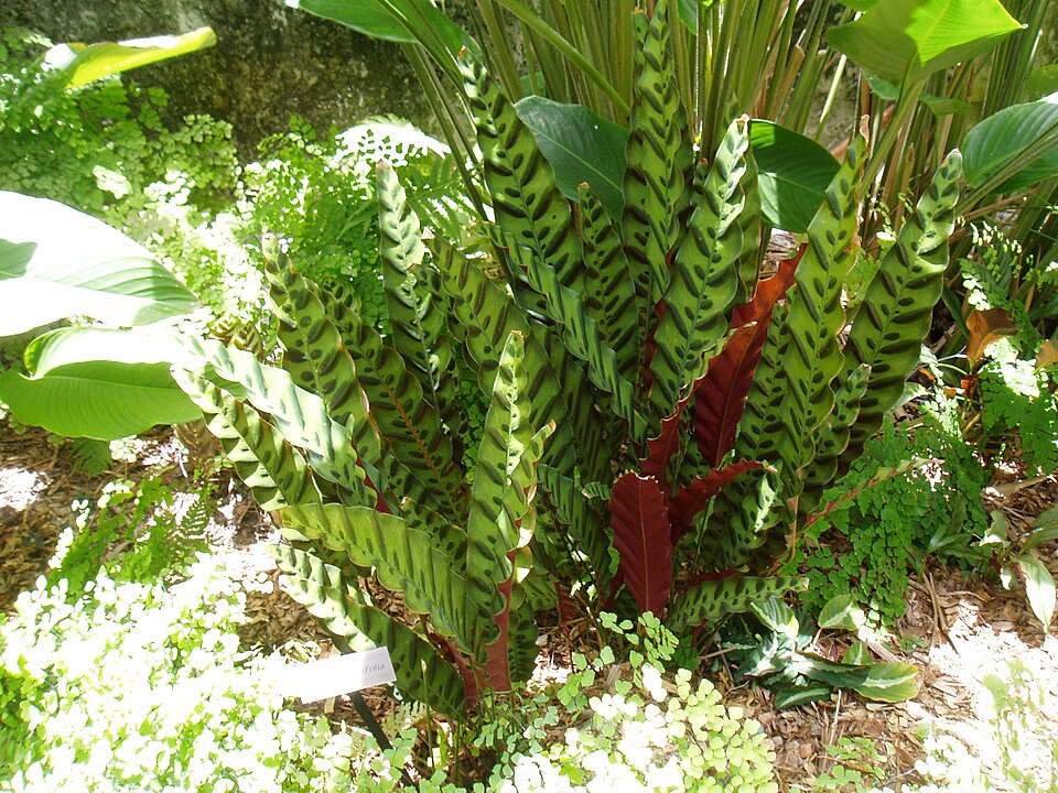 Goeppertia insignis (Rattlesnake Plant) (alternate view 6)