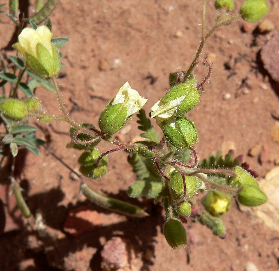 Emmenanthe penduliflora (whispering bells) (alternate view 10)