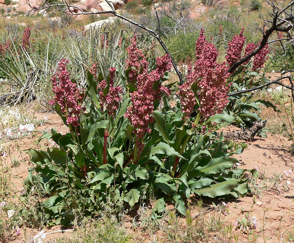 Rumex hymenosepalus (Canaigre Dock) (alternate view 10)