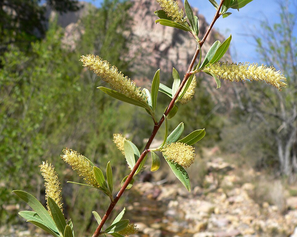 Salix gooddingii (Goodding's willow)