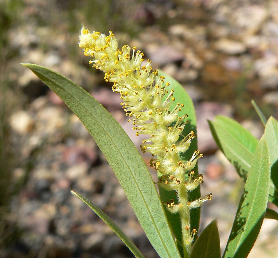 Salix gooddingii (Goodding's willow) (alternate view 2)