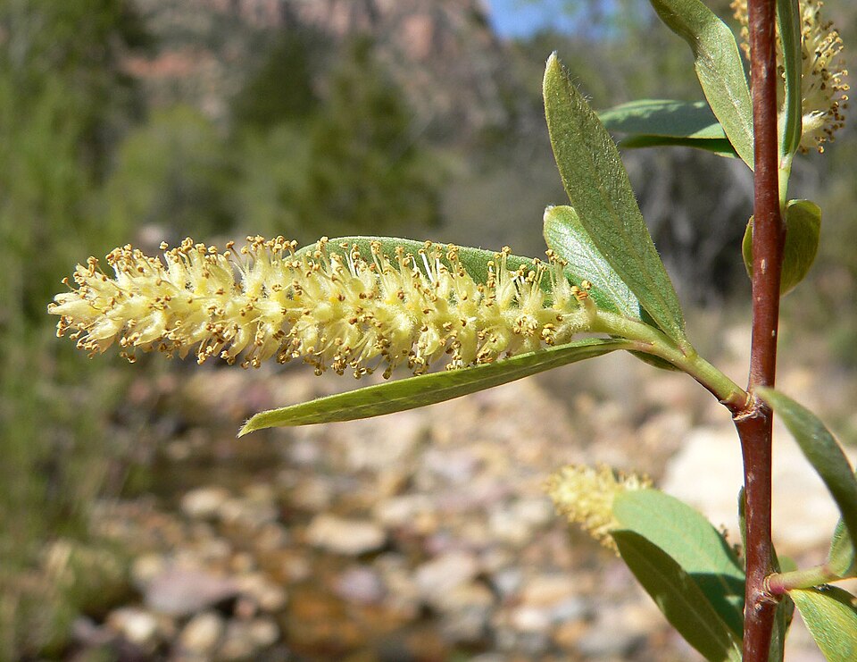 Salix gooddingii (Goodding's willow) (alternate view 3)