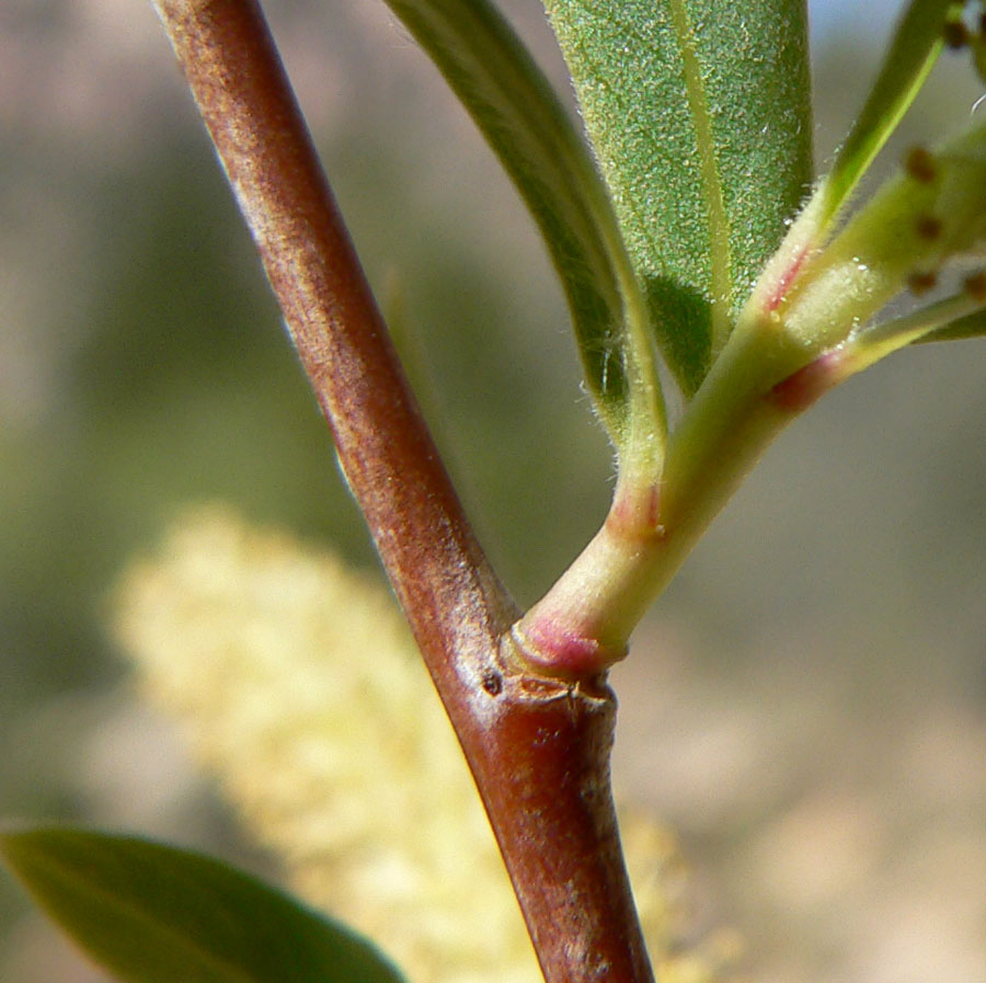 Salix gooddingii (Goodding's willow) (alternate view 4)