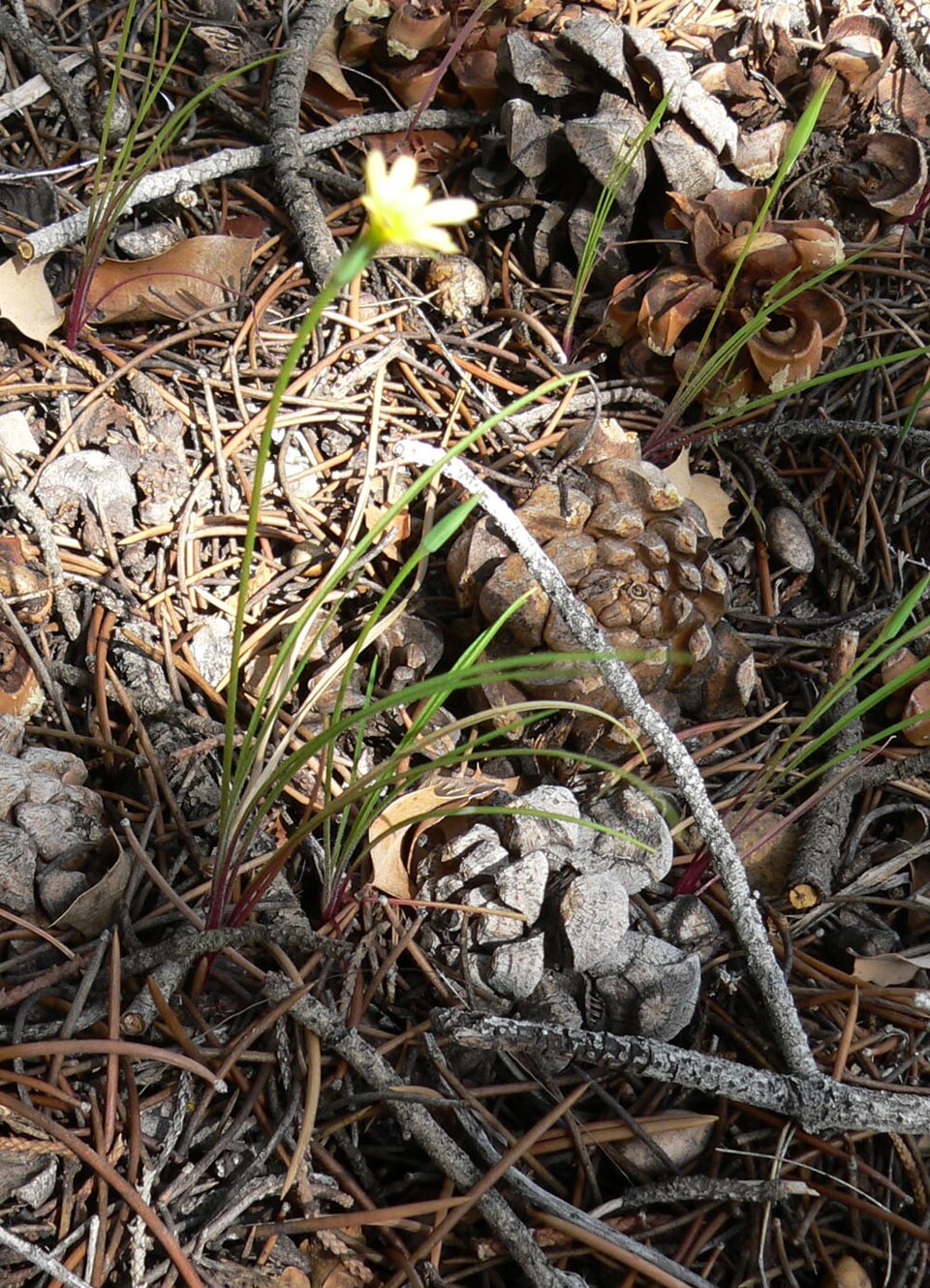 Uropappus lindleyi (silverpuffs) (alternate view 10)