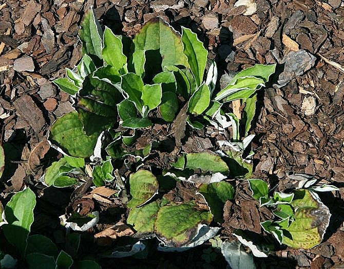 Antennaria parlinii (Parlin's Pussytoes) (alternate view 7)