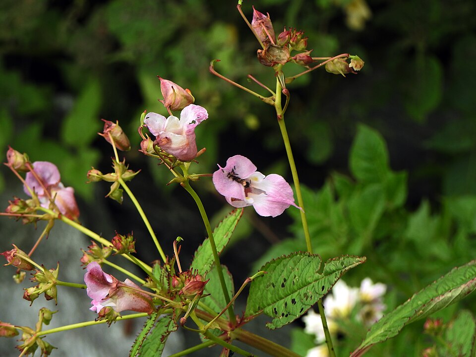 Impatiens glandulifera (policeman's helmet) (alternate view 6)