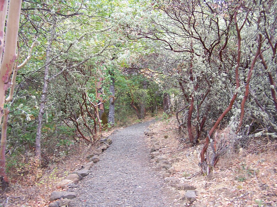Arctostaphylos (bearberries and manzanitas) (alternate view 6)