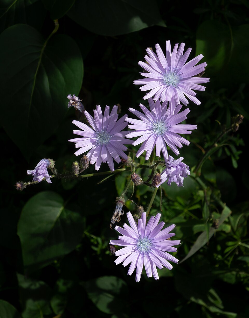 Cicerbita macrophylla (Common Blue-sow-thistle)