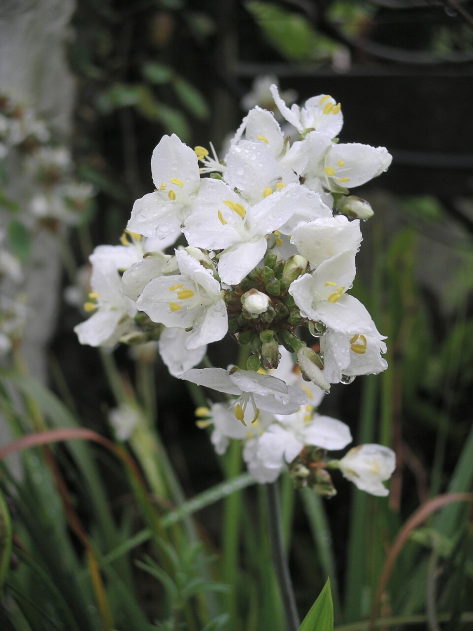 Libertia grandiflora (alternate view 7)