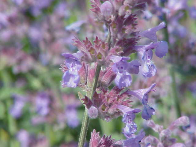 Nepeta faassenii, Catmint — mounding deciduous (Lamiaceae) (image 1 of 10)