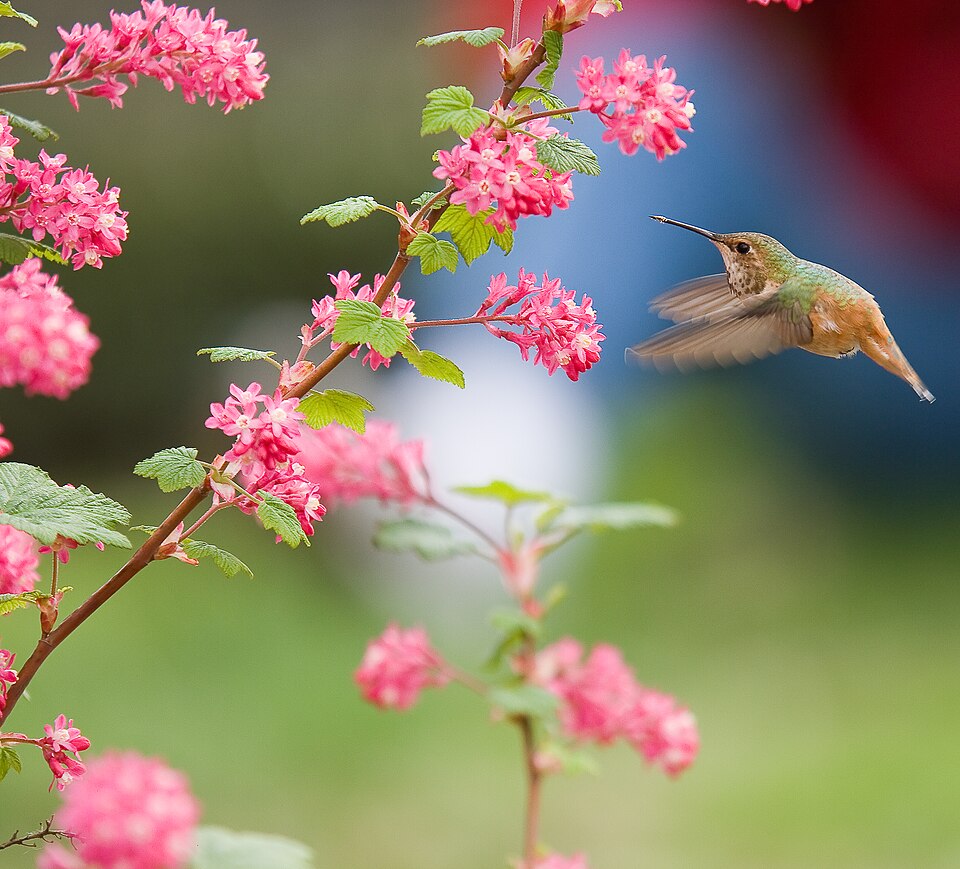 Ribes sanguineum (red flowering currant) (alternate view 8)