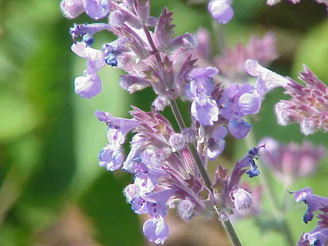 Nepeta faassenii, Catmint — mounding deciduous (Lamiaceae) (image 2 of 10)