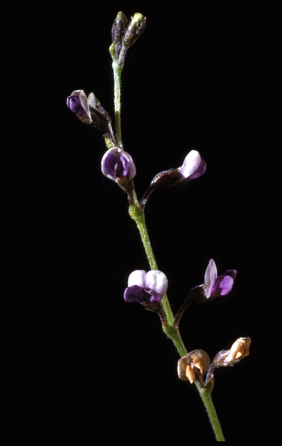 Pediomelum tenuiflorum (Slimflower Scurfpea) (alternate view 7)