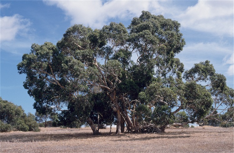 Eucalyptus fasciculosa (Pink Gum) (alternate view 2)
