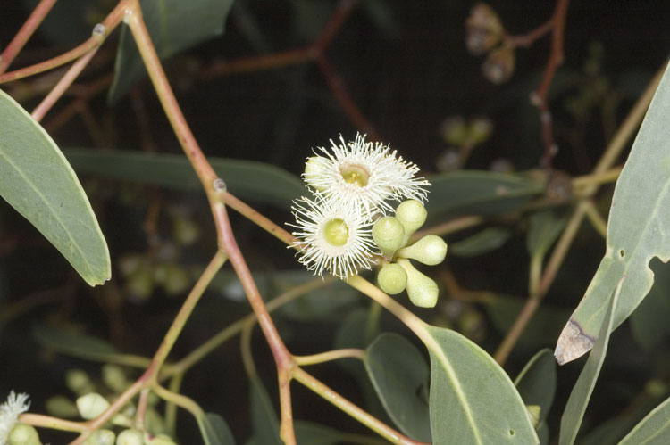 Eucalyptus fasciculosa (Pink Gum) (alternate view 3)