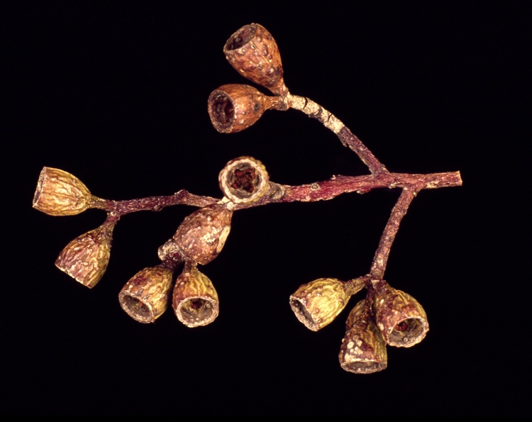 Eucalyptus fasciculosa (Pink Gum) (alternate view 4)