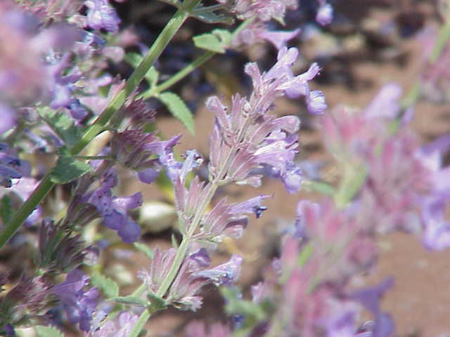 Nepeta faassenii, Catmint — mounding deciduous (Lamiaceae) (image 3 of 10)