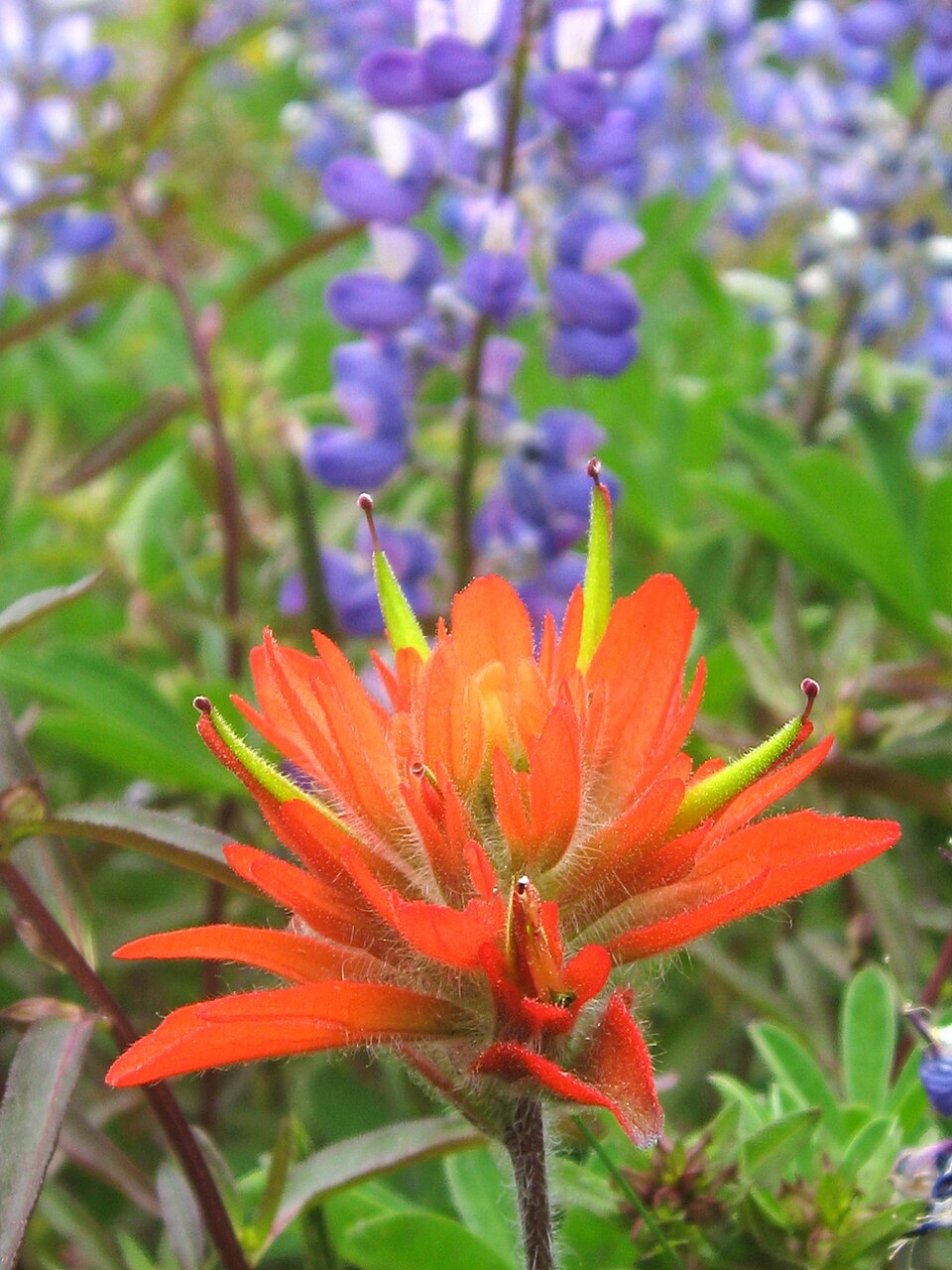 Castilleja (Paintbrushes) (alternate view 2)