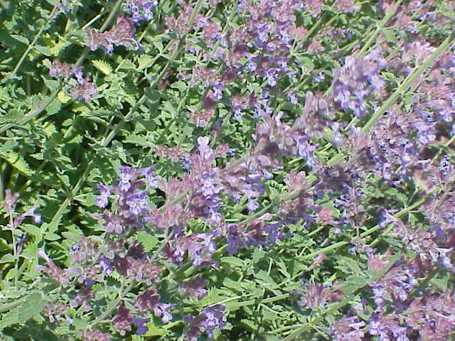 Nepeta faassenii, Catmint — mounding deciduous (Lamiaceae) (image 4 of 10)