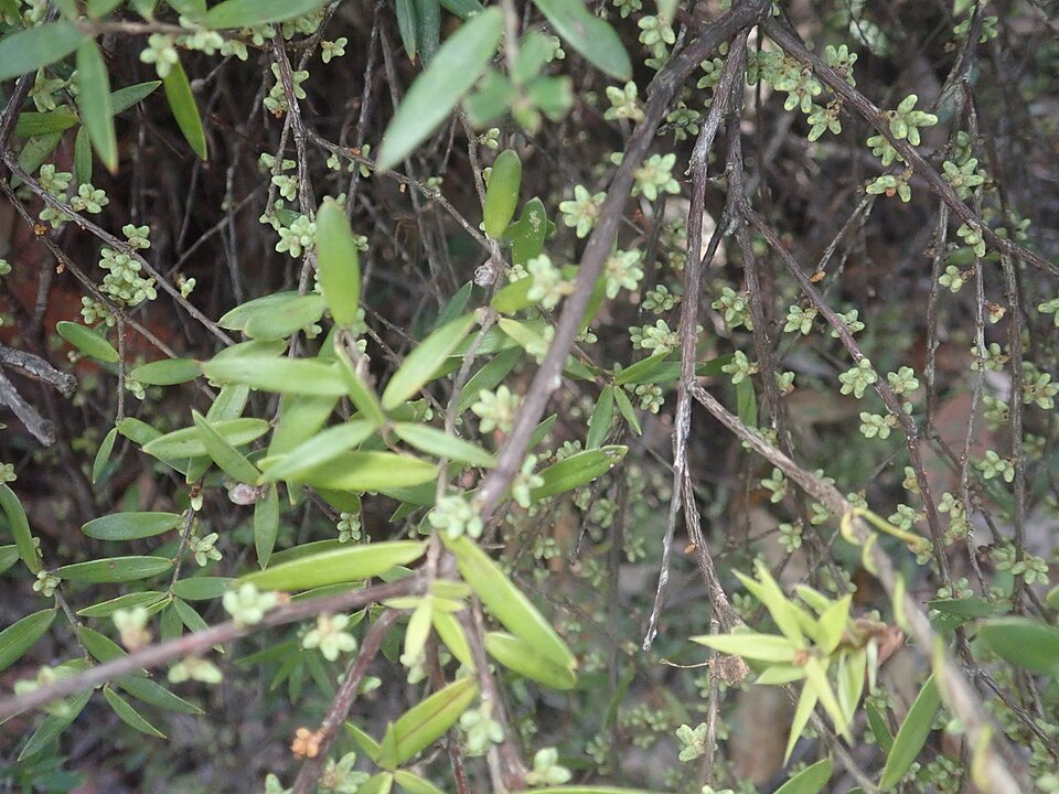 Acrotriche aggregata (Ground Berry)