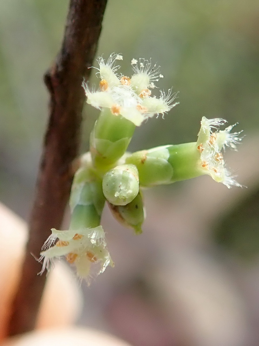 Acrotriche aggregata (Ground Berry) (alternate view 2)