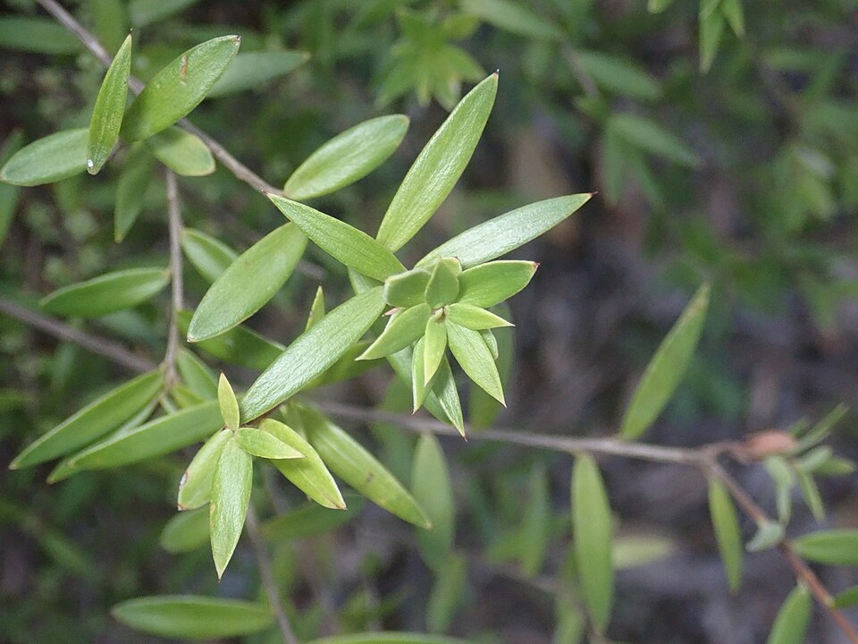 Acrotriche aggregata (Ground Berry) (alternate view 3)