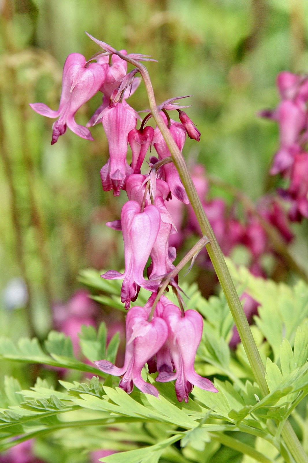 Dicentra eximia, Fringed bleeding heart — mounding deciduous (Papaveraceae) (image 1 of 10)