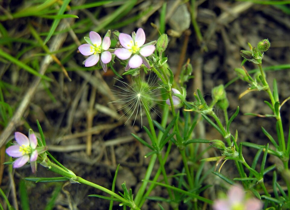 Spergularia rubra (Red Sand Spurrey)
