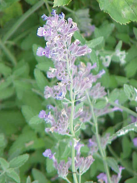 Nepeta faassenii, Catmint — mounding deciduous (Lamiaceae) (image 5 of 10)