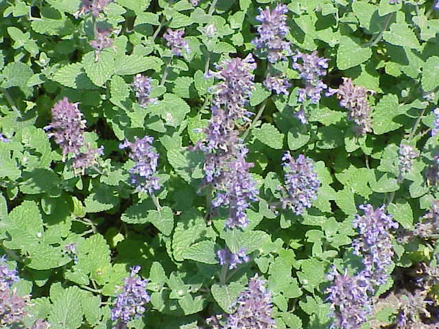 Nepeta faassenii, Catmint — mounding deciduous (Lamiaceae) (image 6 of 10)