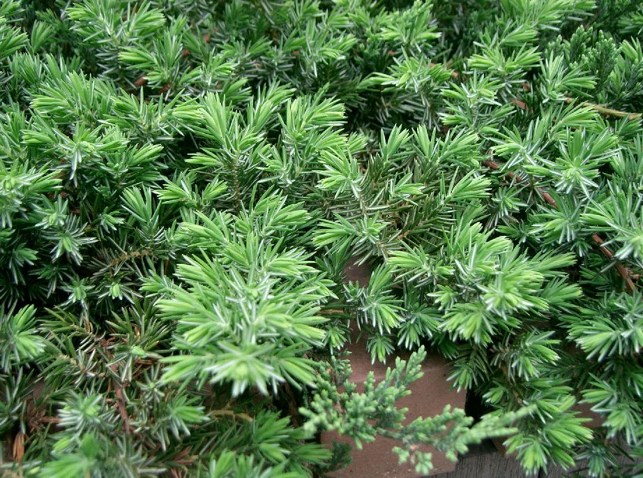 Juniperus conferta 'Blue Pacific' (Blue Pacific Shore Juniper)