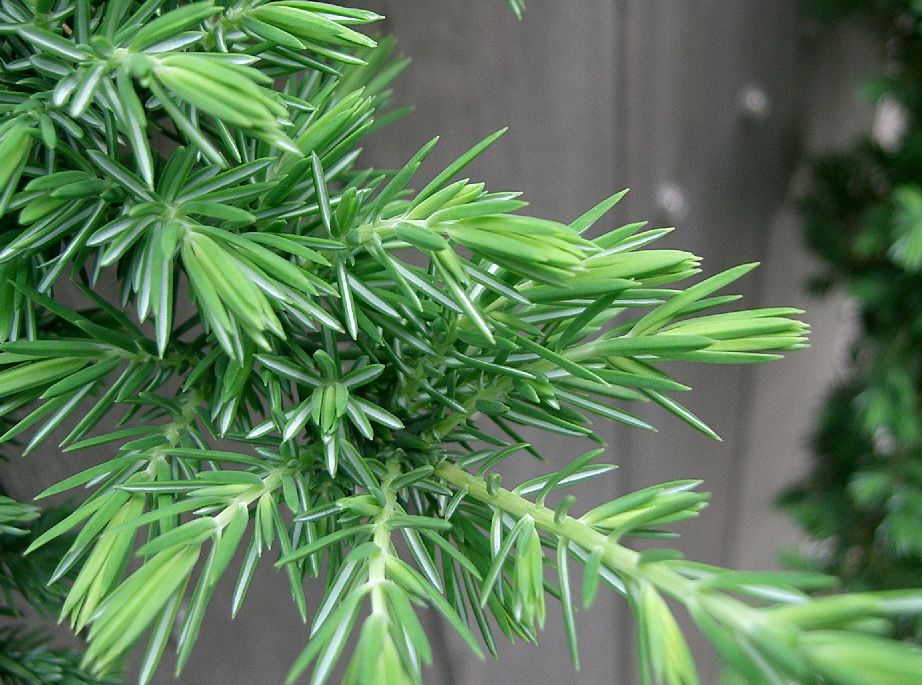 Juniperus conferta 'Blue Pacific' (Blue Pacific Shore Juniper) (alternate view 2)