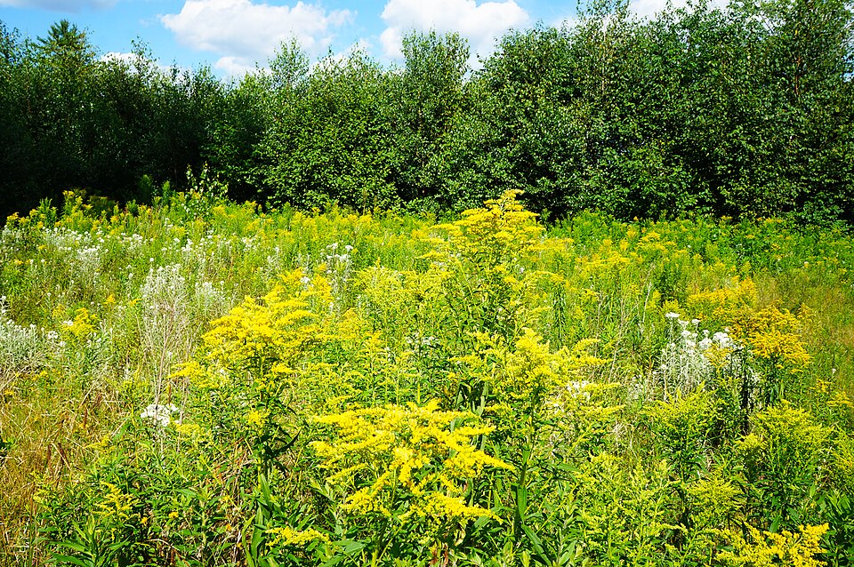 Solidago (goldenrods) (alternate view 5)