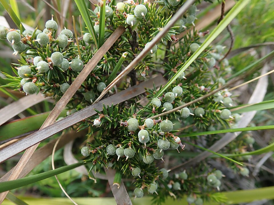 Lissanthe strigosa (peach heath) (alternate view 9)