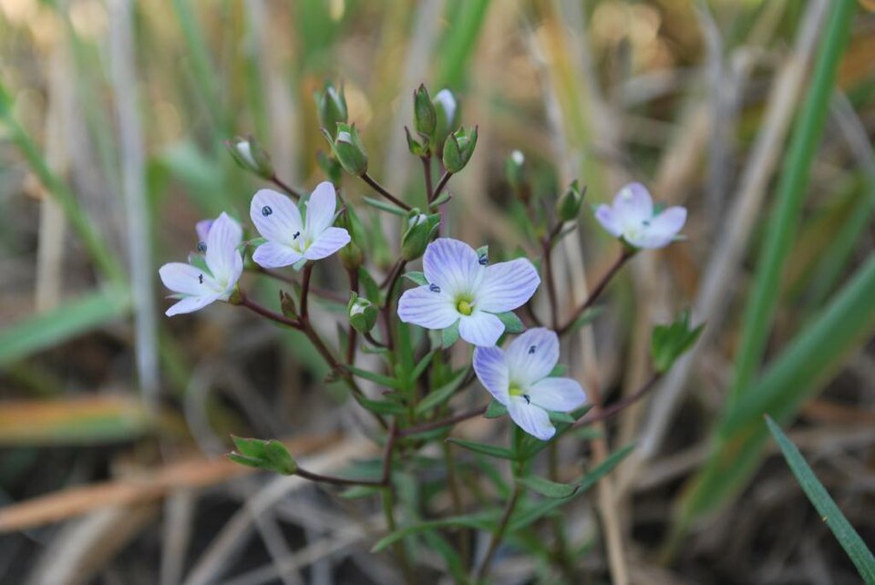 Veronica gracilis (Slender Speedwell)