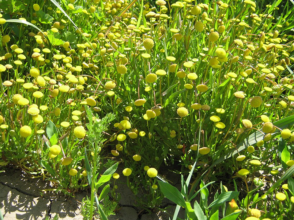 Cotula coronopifolia (brass buttons) (alternate view 8)
