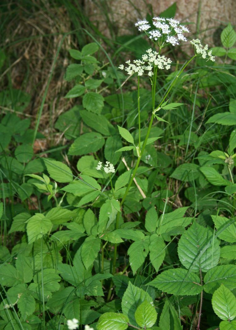 Aegopodium podagraria (Goutweed)