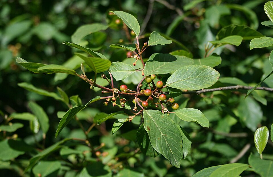 Frangula alnus (alder buckthorn)