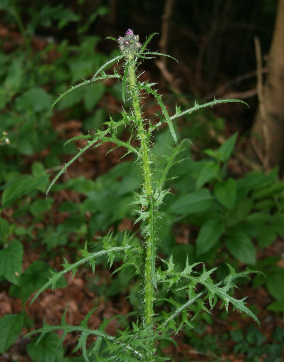 Cirsium palustre (Marsh Thistle)