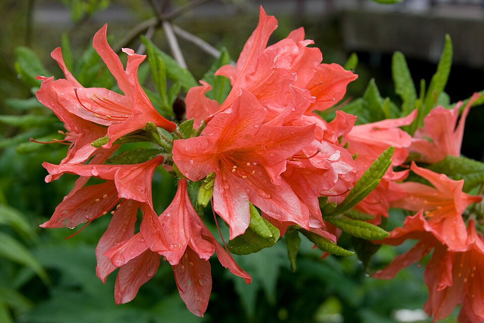 Rhododendron japonicum (Japanese azalea)
