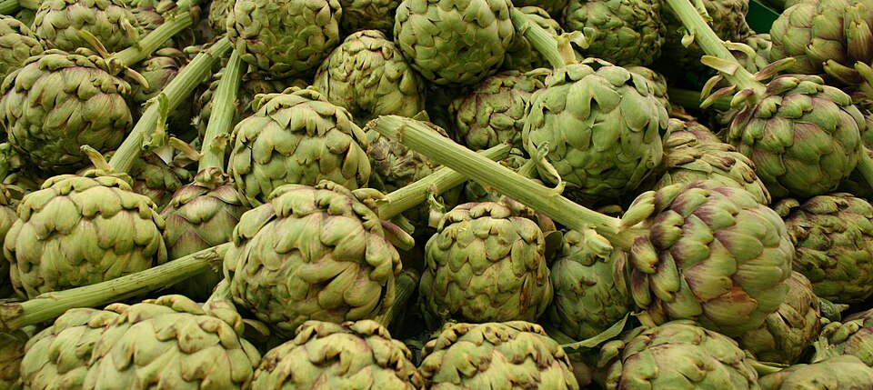 Cynara cardunculus (artichoke, cardoon) (alternate view 7)