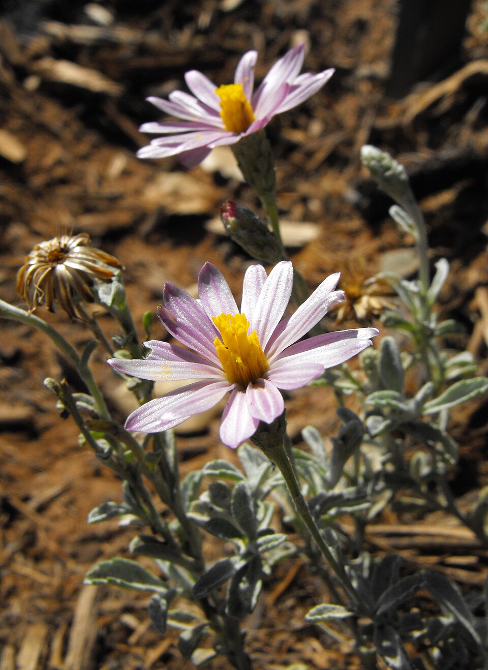 Corethrogyne filaginifolia (California Aster) (alternate view 5)