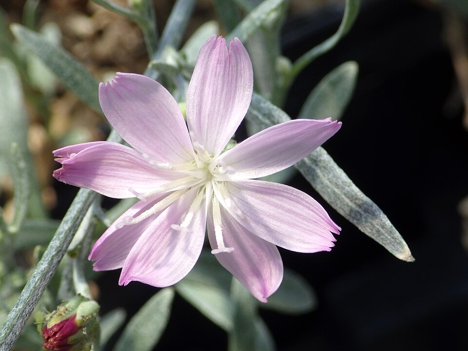 Stephanomeria (Wirelettuces) (alternate view 2)