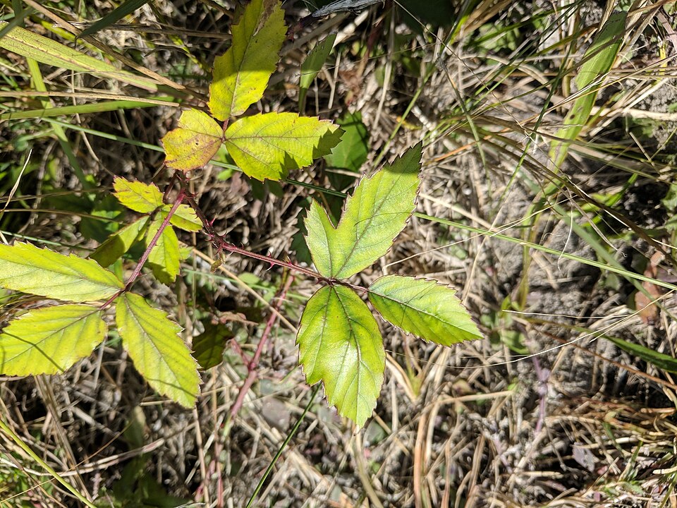 Rubus pensilvanicus (Pennsylvania Blackberry) (alternate view 9)