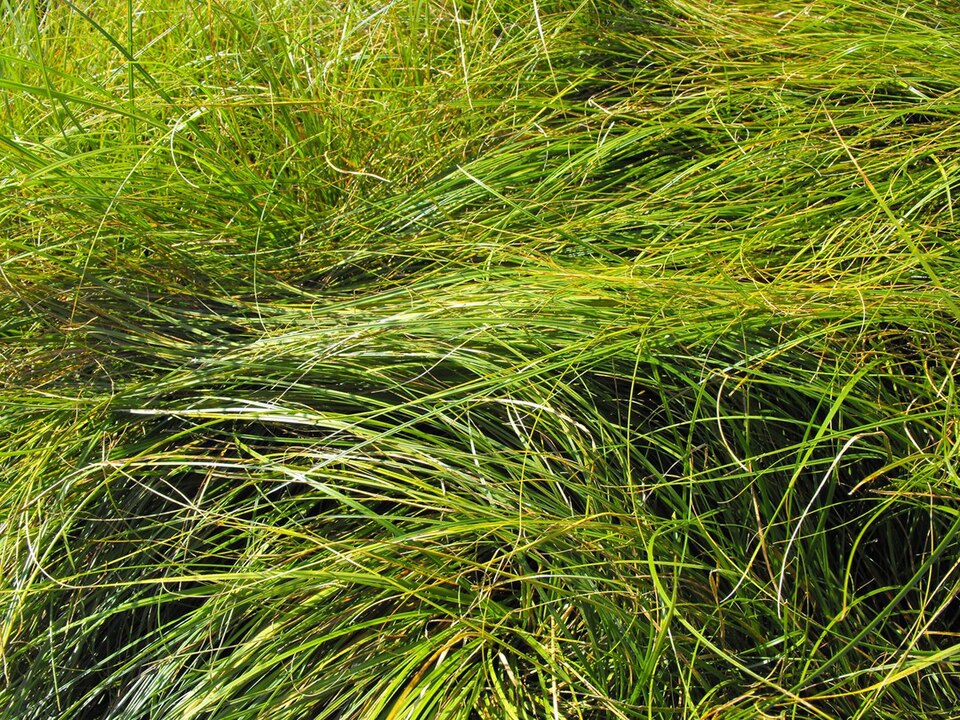 Carex praegracilis (Clustered Field Sedge)
