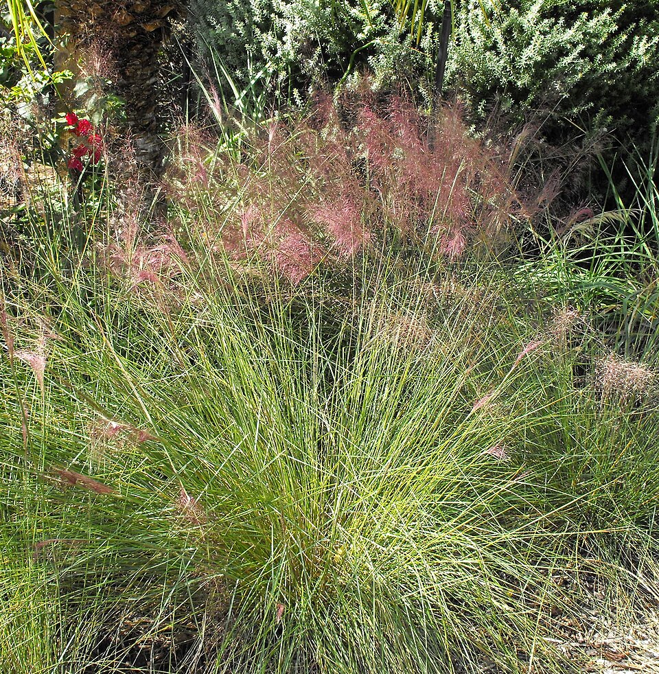 Muhlenbergia capillaris (Pink Muhly Grass) (alternate view 6)