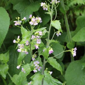 Arabidopsis (alternate view 2)